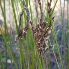 Lepidosperma urophorum (Tailed Rapier-sedge) at Pomaderris Nature Reserve - 12 Apr 2021 by trevorpreston