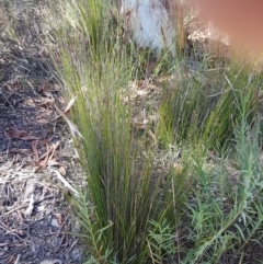 Lepidosperma urophorum at Gundary, NSW - 12 Apr 2021