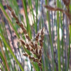 Lepidosperma urophorum at Gundary, NSW - 12 Apr 2021