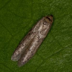 Blastobasis (genus) at Melba, ACT - 18 Mar 2021