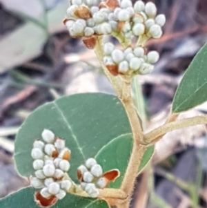 Pomaderris sp. at Gundary, NSW - 12 Apr 2021