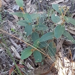 Pomaderris sp. at Gundary, NSW - 12 Apr 2021 10:44 AM