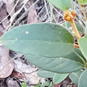 Pomaderris sp. at Gundary, NSW - 12 Apr 2021 10:44 AM