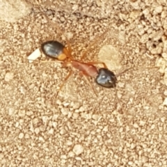 Camponotus consobrinus (Banded sugar ant) at Gundary, NSW - 12 Apr 2021 by trevorpreston