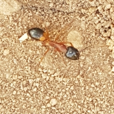 Camponotus consobrinus (Banded sugar ant) at Gundary, NSW - 12 Apr 2021 by trevorpreston