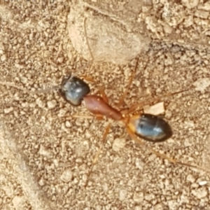 Camponotus consobrinus at Gundary, NSW - 12 Apr 2021