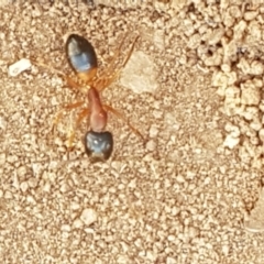 Camponotus consobrinus at Gundary, NSW - 12 Apr 2021 10:43 AM