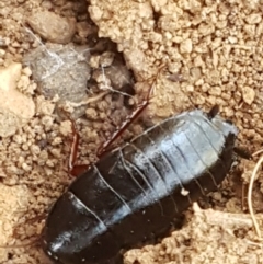 Platyzosteria similis (Red-legged litter runner) at Pomaderris Nature Reserve - 12 Apr 2021 by tpreston