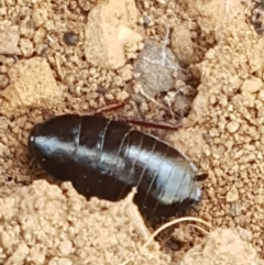 Platyzosteria similis at Gundary, NSW - 12 Apr 2021