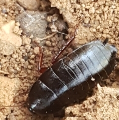 Platyzosteria similis at Gundary, NSW - 12 Apr 2021 10:41 AM