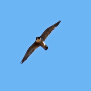 Falco peregrinus at Fyshwick, ACT - 30 Sep 2019
