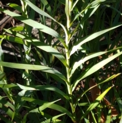 Stypandra glauca (Nodding Blue Lily) at Gundary, NSW - 12 Apr 2021 by trevorpreston