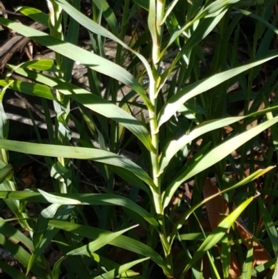 Stypandra glauca (Nodding Blue Lily) at Gundary, NSW - 12 Apr 2021 by tpreston