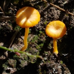 Lichenomphalia chromacea at Gundary, NSW - 12 Apr 2021