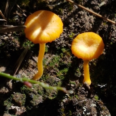 Lichenomphalia chromacea (Yellow Navel) at Gundary, NSW - 12 Apr 2021 by trevorpreston