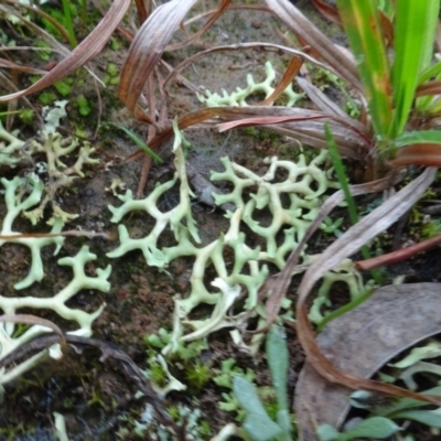 Xanthoparmelia semiviridis at Sweeney's TSR - 7 Apr 2021 by AndyRussell