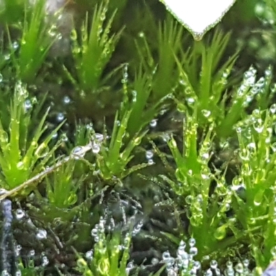 Campylopus (A moss) at Pomaderris Nature Reserve - 12 Apr 2021 by tpreston