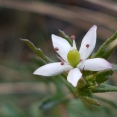 Rhytidosporum procumbens (White Marianth) at Pomaderris Nature Reserve - 12 Apr 2021 by tpreston