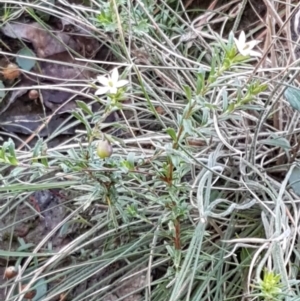 Rhytidosporum procumbens at Gundary, NSW - 12 Apr 2021 10:27 AM