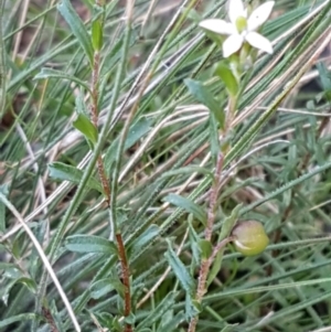 Rhytidosporum procumbens at Gundary, NSW - 12 Apr 2021 10:27 AM