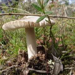 Amanita sp. (Amanita sp.) at Lake George, NSW - 7 Apr 2021 by AndyRussell