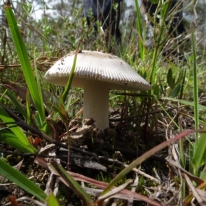 Amanita sp. at Lake George, NSW - 7 Apr 2021