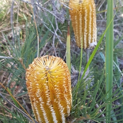 Banksia spinulosa var. spinulosa (Hairpin Banksia) at Gundary, NSW - 12 Apr 2021 by tpreston