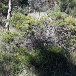 Banksia spinulosa var. spinulosa at Gundary, NSW - 12 Apr 2021 10:27 AM