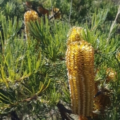 Banksia spinulosa var. spinulosa at Gundary, NSW - 12 Apr 2021 10:27 AM