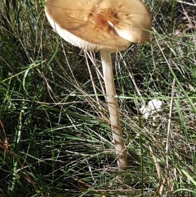 Oudemansiella gigaspora group (Rooting Shank) at Pomaderris Nature Reserve - 12 Apr 2021 by tpreston