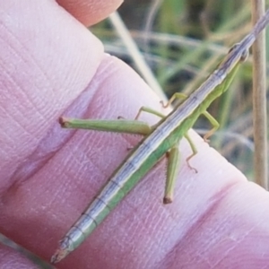 Keyacris scurra at Gundary, NSW - 12 Apr 2021