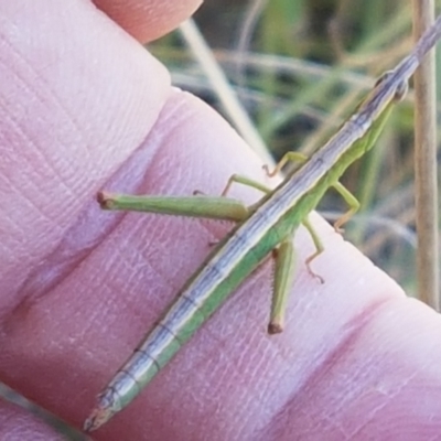 Keyacris scurra (Key's Matchstick Grasshopper) at Gundary, NSW - 12 Apr 2021 by trevorpreston