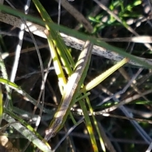 Keyacris scurra at Gundary, NSW - 12 Apr 2021 10:23 AM