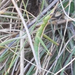 Keyacris scurra at Gundary, NSW - 12 Apr 2021 10:23 AM