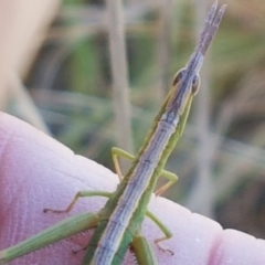 Keyacris scurra at Gundary, NSW - 12 Apr 2021 10:23 AM