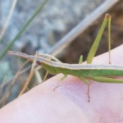 Keyacris scurra at Gundary, NSW - 12 Apr 2021 10:23 AM