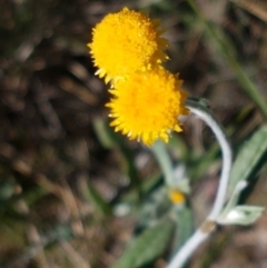 Chrysocephalum apiculatum (Common Everlasting) at Pomaderris Nature Reserve - 12 Apr 2021 by tpreston