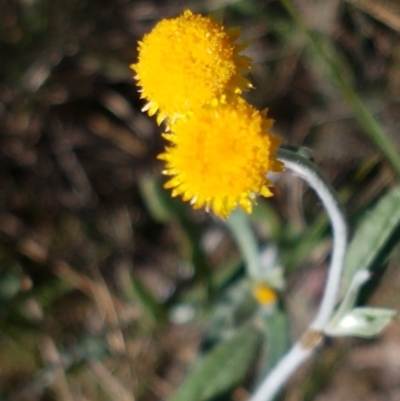 Chrysocephalum apiculatum (Common Everlasting) at Pomaderris Nature Reserve - 12 Apr 2021 by tpreston