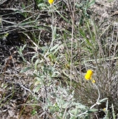 Chrysocephalum apiculatum at Gundary, NSW - 12 Apr 2021 10:19 AM