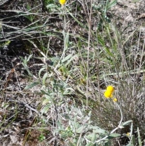 Chrysocephalum apiculatum at Gundary, NSW - 12 Apr 2021