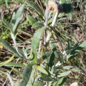 Chrysocephalum apiculatum at Gundary, NSW - 12 Apr 2021 10:19 AM