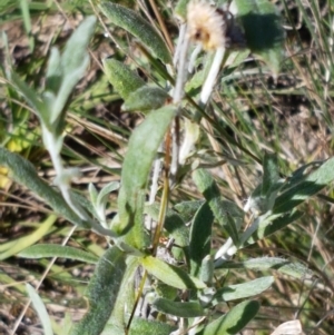 Chrysocephalum apiculatum at Gundary, NSW - 12 Apr 2021