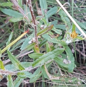 Coronidium oxylepis subsp. lanatum at Gundary, NSW - 12 Apr 2021