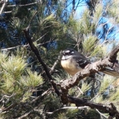 Rhipidura albiscapa (Grey Fantail) at Gundary, NSW - 12 Apr 2021 by trevorpreston