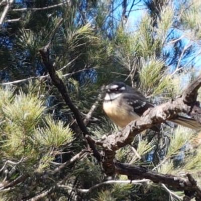 Rhipidura albiscapa (Grey Fantail) at Pomaderris Nature Reserve - 12 Apr 2021 by tpreston