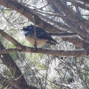Rhipidura albiscapa at Gundary, NSW - 12 Apr 2021