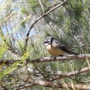 Rhipidura albiscapa at Gundary, NSW - 12 Apr 2021