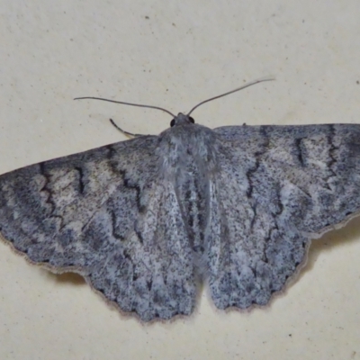 Crypsiphona ocultaria (Red-lined Looper Moth) at Yass River, NSW - 10 Apr 2021 by SenexRugosus