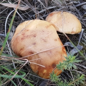 Phylloporus sp. at Gundary, NSW - 12 Apr 2021 10:13 AM