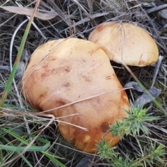 Phylloporus sp. (Phylloporus sp.) at Pomaderris Nature Reserve - 12 Apr 2021 by tpreston
